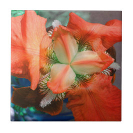 Cerâmica Azulejo de Flor Íris Laranja