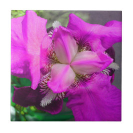 Cerâmica Azulejo de Flor Íris Rosa