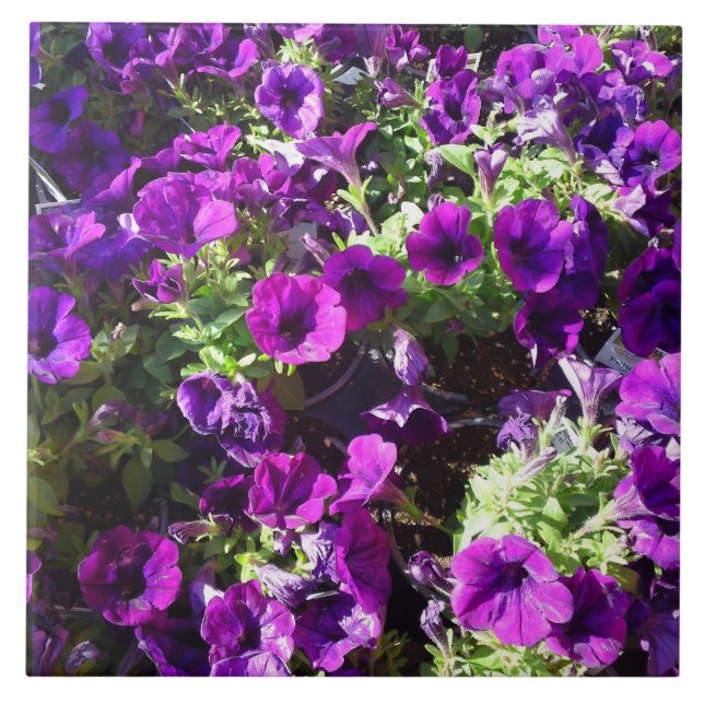 Cerâmica Azulejo de Flor Puro Petunia (Frente)