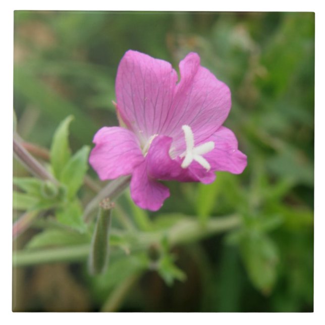 Cerâmica Azulejo de flor selvagem de Red Campion (Frente)