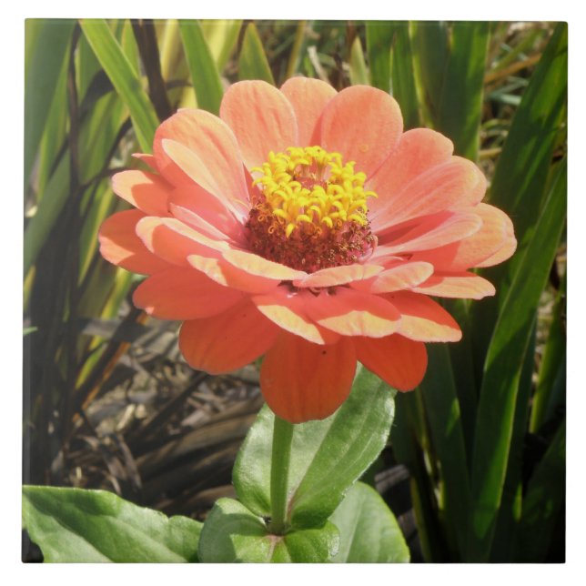 Cerâmica Azulejo de Flor Zinnia Laranja (Frente)
