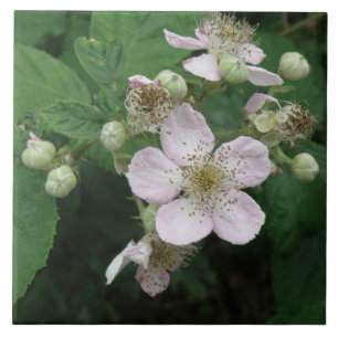 Cerâmica Azulejo de Flores de Blackberry