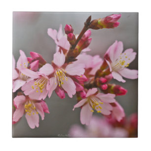 Cerâmica Azulejo de Flores de Cerejeira Japonesa Rosa Suave