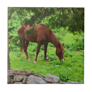 Cerâmica Azulejo de Folga de Cavalo