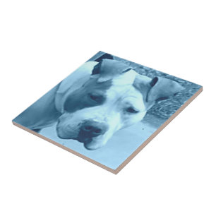Cerâmica Azulejo de Fotografia Blue Pit Bull