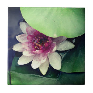 Cerâmica Azulejo de Fotografia de Desenho do Lotus Rosa