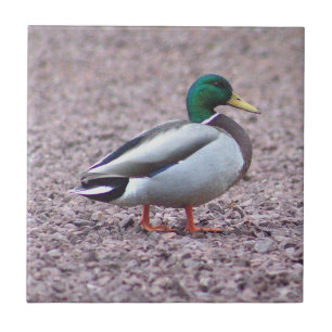 Cerâmica Azulejo de Fotografia do Pato Mallard