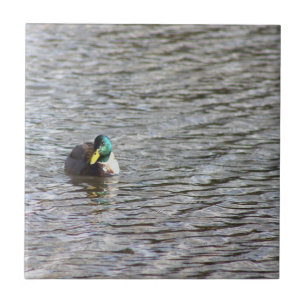 Cerâmica Azulejo de Fotografia do Pato Mallard