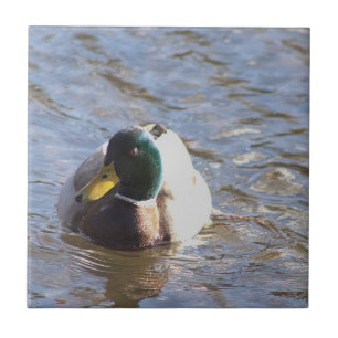 Cerâmica Azulejo de Fotografia do Pato Mallard