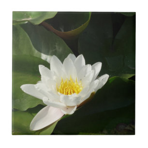 Cerâmica Azulejo de Fotografia Floral do Lotus Branco