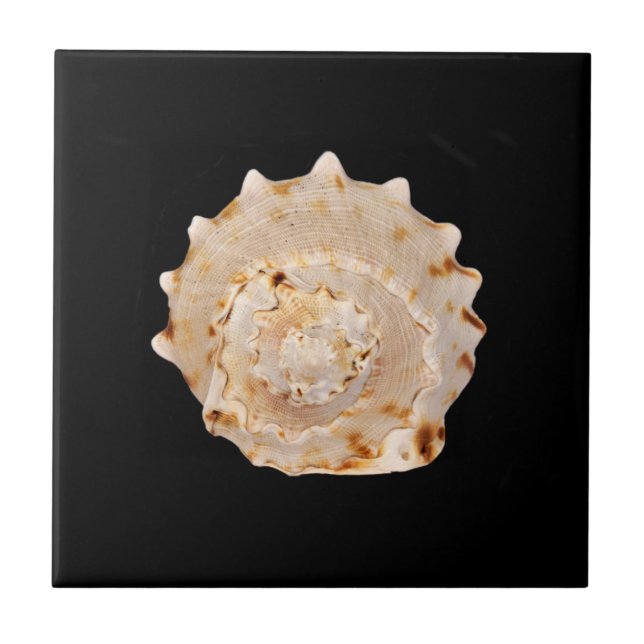 Cerâmica Azulejo de Fotografias Cerâmicas Conch Shell (Frente)