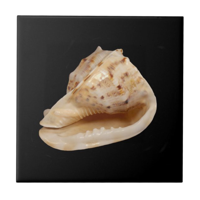 Cerâmica Azulejo de Fotografias Cerâmicas Conch Shell (Frente)