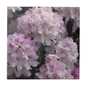 Cerâmica Azulejo de Fotografias de Flores Rhododendron Rosa