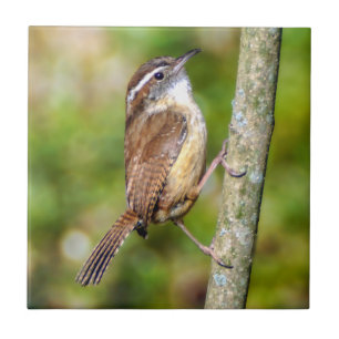 Cerâmica Azulejo De Fotos Cerâmicas Da Carolina Wren