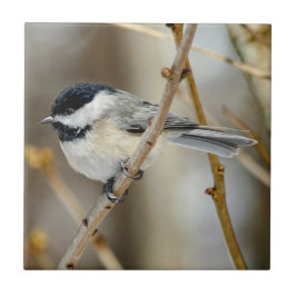 Cerâmica Azulejo de Fotos Cerâmicas em Chickadee Preto