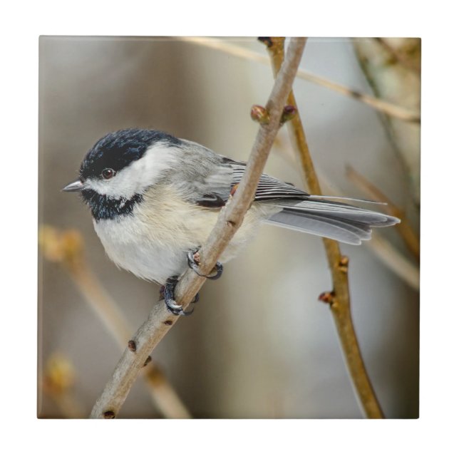 Cerâmica Azulejo de Fotos Cerâmicas em Chickadee Preto (Frente)
