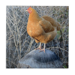 Cerâmica Azulejo de frango