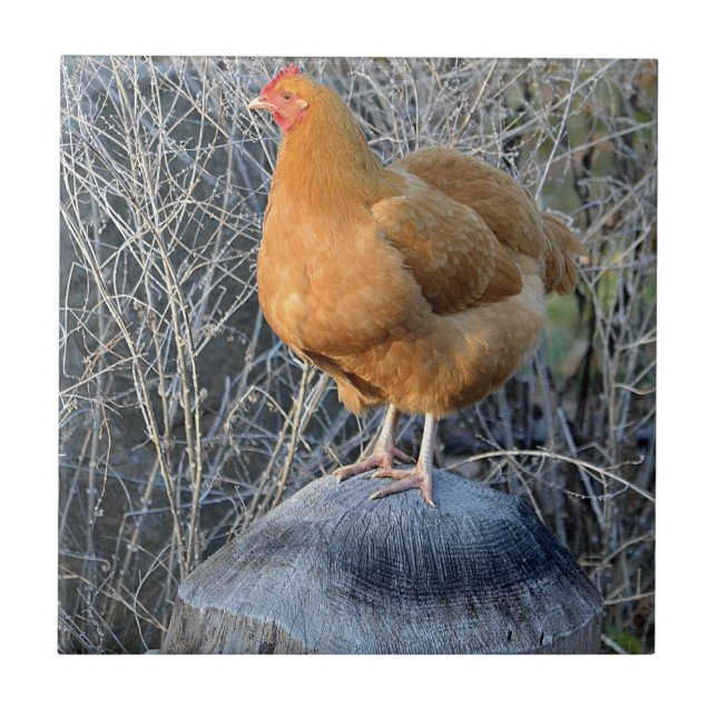 Cerâmica Azulejo de frango (Frente)