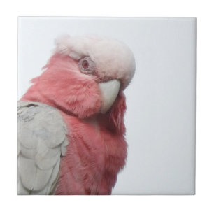 Cerâmica Azulejo de Galah
