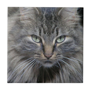Cerâmica Azulejo de Gato de Maine Coon Guardado