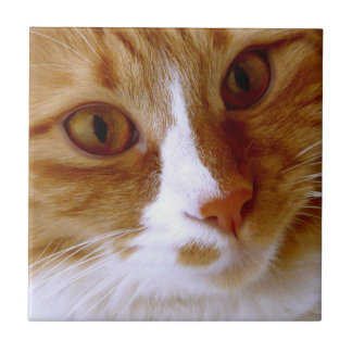 Cerâmica Azulejo de Gato em Close Up