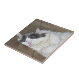 Cerâmica Azulejo de gato Maine Coon, um belo descanso