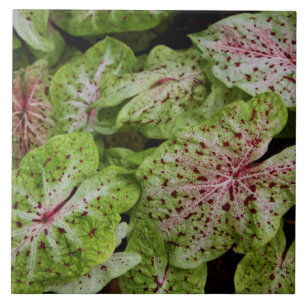 Cerâmica Azulejo de Gingerland do Caladium