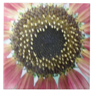 Cerâmica Azulejo de girassol rosa bonito