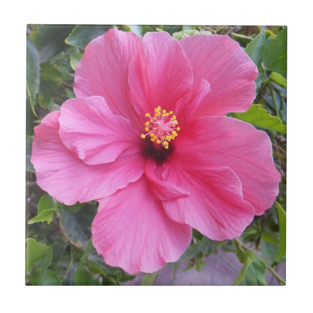 Cerâmica Azulejo de Hibiscus Rosa (Frente)