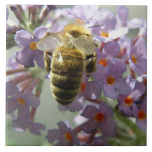 Cerâmica Azulejo de Honeybee e Buddleia