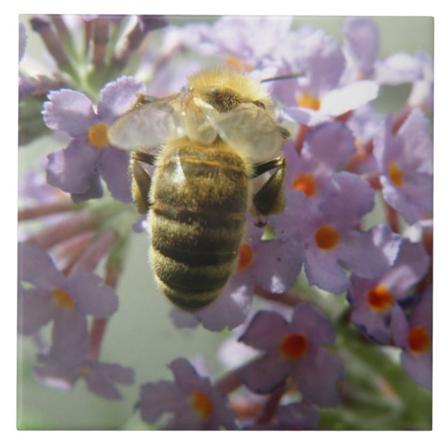 Cerâmica Azulejo de Honeybee e Buddleia (Frente)