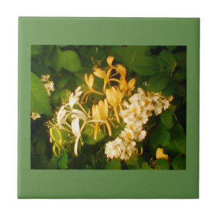 Cerâmica Azulejo de Honeysuckle de Rosa de Sangue Selvagem