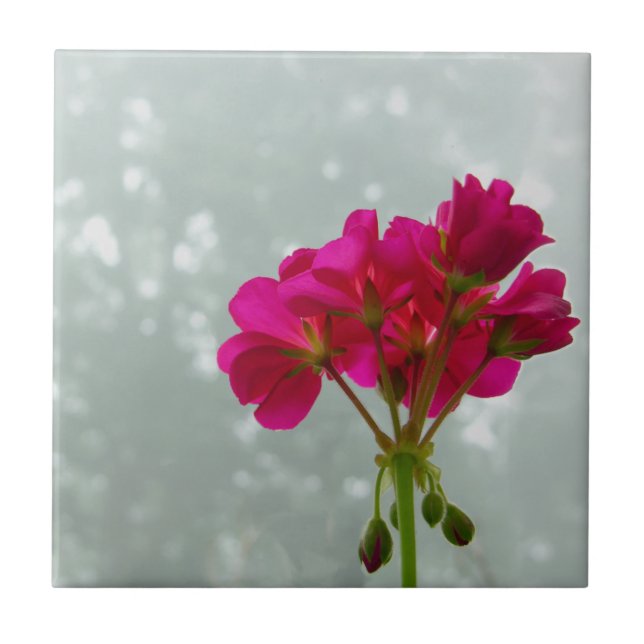 Cerâmica Azulejo de imagem do ventilador do Geranium rosa (Frente)