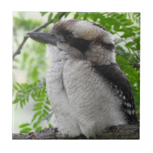 Cerâmica Azulejo de Kookaburra