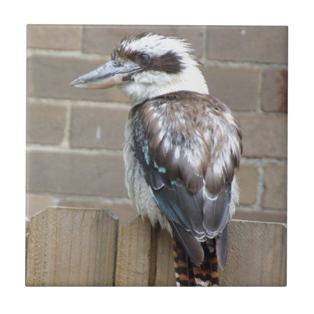 Cerâmica Azulejo de Kookaburra (Frente)