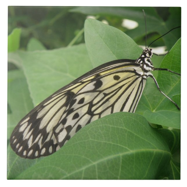 Cerâmica Azulejo de Macro da Borboleta de Papelão (Frente)
