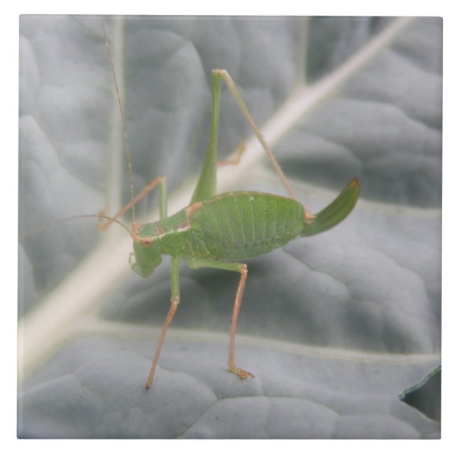 Cerâmica Azulejo de Macro de Cricket Verde (Frente)