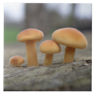 Cerâmica Azulejo de macro Tiny Toadstools