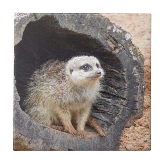 Cerâmica Azulejo de Meerkat (Frente)