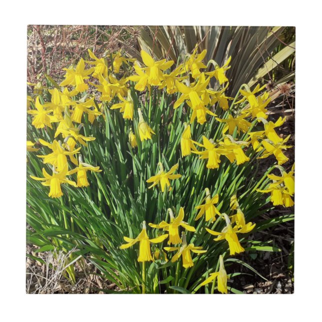 Cerâmica Azulejo de Narcisos Amarelos da Primavera (Frente)