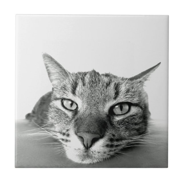 Cerâmica Azulejo de observação de gatos (Frente)