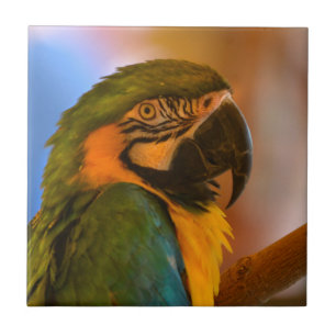 Cerâmica Azulejo de papagaio bonito