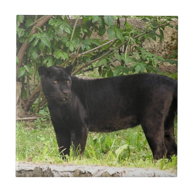 Cerâmica Azulejo de passeio da pantera (Frente)
