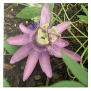 Cerâmica Azulejo de Passionfloras, rosa e púrpura