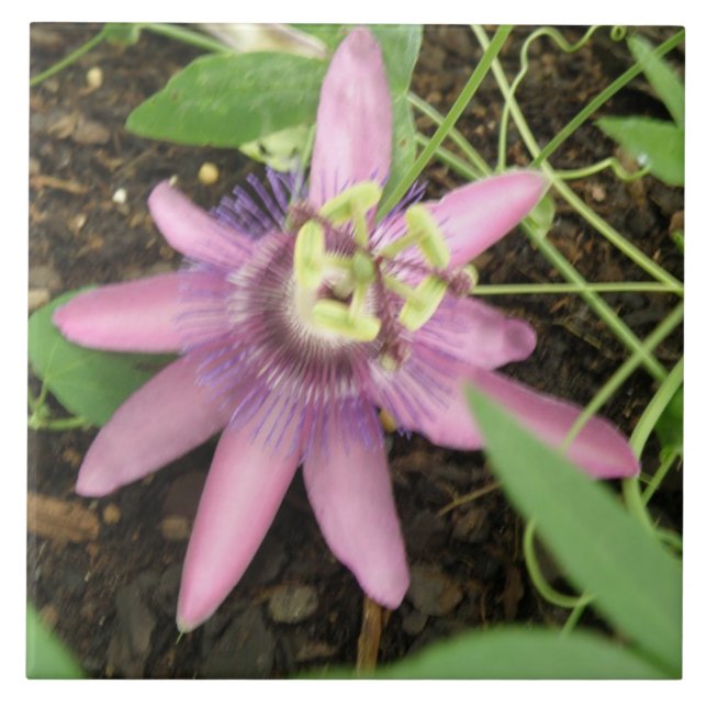 Cerâmica Azulejo de Passionfloras, rosa e púrpura (Frente)