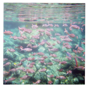 Cerâmica Azulejo De Peixes Tropicais Bonito