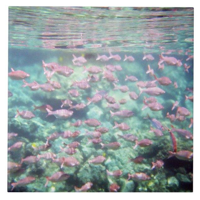 Cerâmica Azulejo De Peixes Tropicais Bonito (Frente)