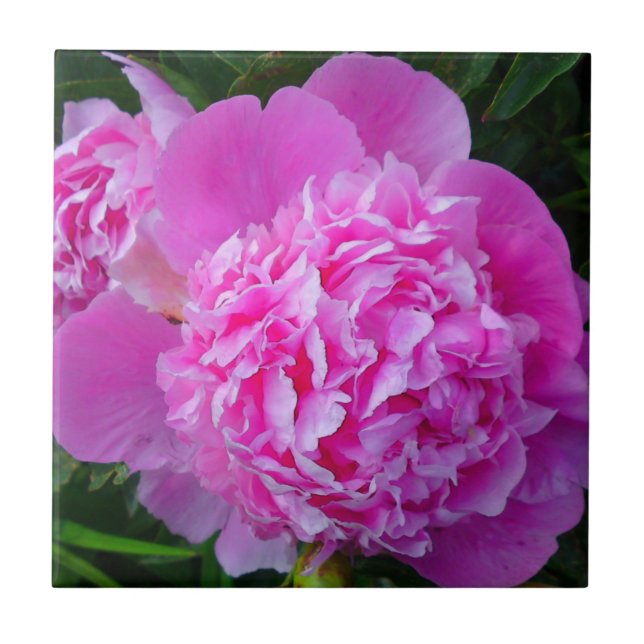 Cerâmica Azulejo de Peony Rosa Grande (Frente)