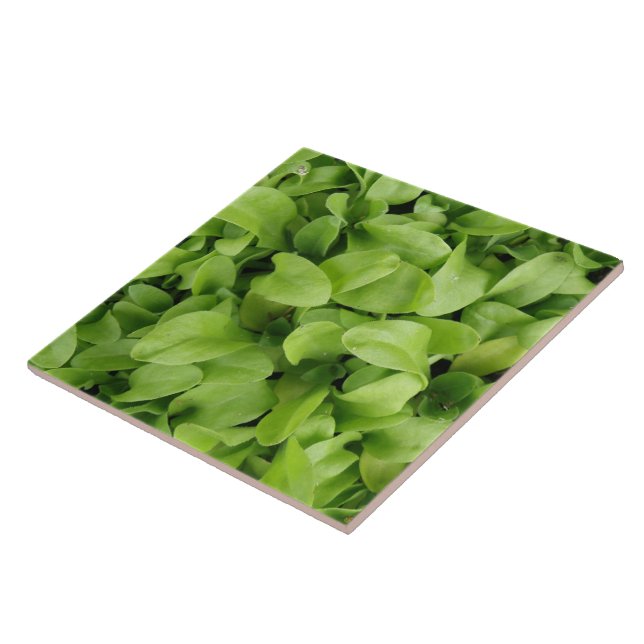 Cerâmica Azulejo de plântulas Marigold (Lateral)
