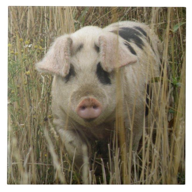 Cerâmica Azulejo de Porco Cujo (Frente)